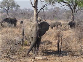 Kruger NP